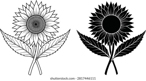 Black and white of a dandelion with seeds dispersing and a fully bloomed dandelion flower taraxacum officinale