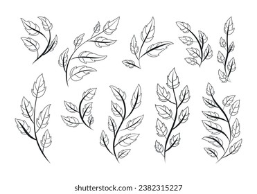 Black and white decorative doodle twigs with leaves. Set of botanical isolated vector branches, sketch style.