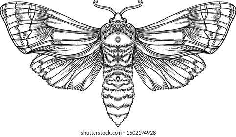 Black and white decorative vector illustration of moth isolated on white. Tattoo design. Coloring book for adults. Nature, spirituality, occultism, alchemy, magic concept.