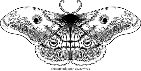 Black and white decorative vector illustration of moth isolated on white. Tattoo design. Coloring book for adults. Nature, spirituality, occultism, alchemy, magic concept.