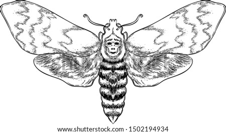 Black and white decorative vector illustration of moth isolated on white. Tattoo design. Coloring book for adults. Nature, spirituality, occultism, alchemy, magic concept.