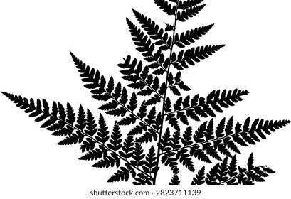 Black and white of a dense pine tree forest with sharp needle clusters pine needles dense foliage