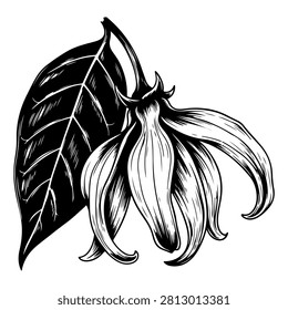 A black and white detailed illustration showcasing a banana flower alongside a large banana leaf, emphasizing botanical features and natural beauty.