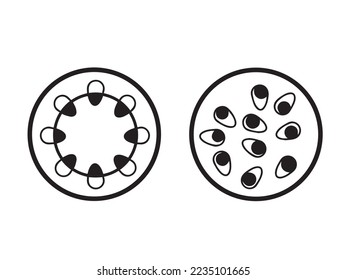 Black and white dicot monocot stems plant structure isolated. Educational biology pictograms drawing with modern cartoon simple flat art without texts. Vector illustration set collection.