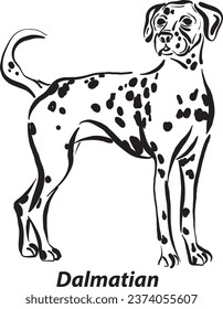 black and white dogs Dalmatian Longhair breed design line art most popular brush stroke freehand draw vector illustration
