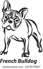 black and white dogs French bulldog breed design line art most popular brush stroke freehand draw vector illustration