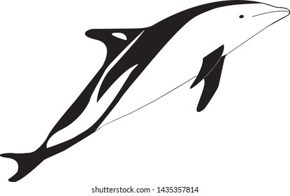 Black and white dolphin, orca. directed to the right. Isolated on white background Vector graphics. Stock Vector Illustration. Copy space.