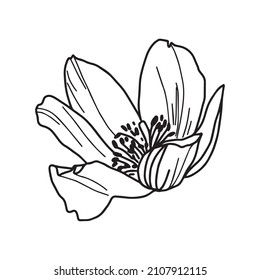 Black and white doodle. Snowdrop bud without stem