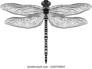 black and white dragonfly graphics vector