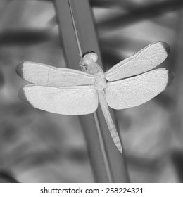 Black and white dragonfly on a leaf. Vector illustration