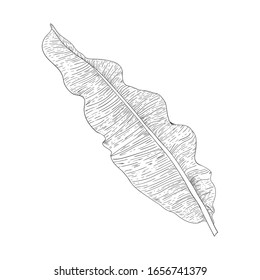 Black and white drawing of a banana leaf. Vector image of a tropical plant on a white background.