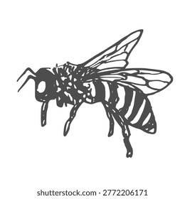 A black and white drawing of a bee. The bee is standing on its hind legs and has its wings spread out. The drawing has a simple and clean look to it, with the focus on the bee's form and details