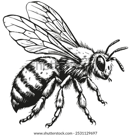 A black and white drawing of a bee. The bee is standing on its hind legs and has its wings spread out. The drawing has a simple and clean look to it, with the focus on the bee's form and details