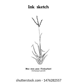 Black and white drawing of Bluestem grass, Angropogon gerardii.