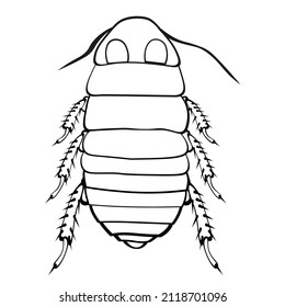 Black and white drawing of a Bold cockroach for coloring. Insect for coloring book. Vector illustration