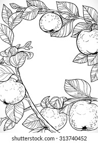 Black and white drawing of branches with apples and leaves