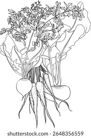 Black and white drawing of bunch of root vegetables with leaves. Carrot, radish and kohlrabi on white background