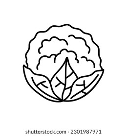 Dibujo en blanco y negro de una col. doodle de coliflor. vector de coliflor, garabato de col