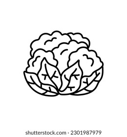 A black and white drawing of a cabbage. cauliflower doodle. cauliflower vector, cabbage doodle