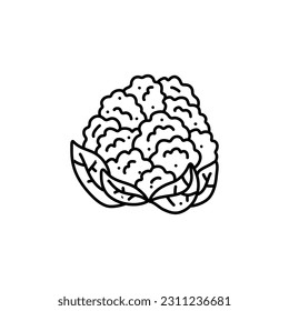A black and white drawing of a cabbage. cauliflower doodle. cauliflower vector, cabbage doodle