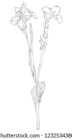 Black & White drawing of canna flower