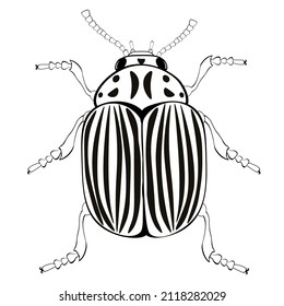 Black and white drawing of the Colorado potato beetle for coloring. Insect for coloring book. Vector illustration