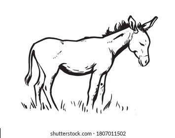 Black and white drawing of a donkey on a white background.