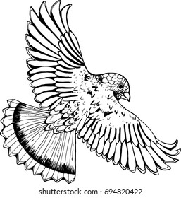 Black and white drawing of an eagle. Bird in flight