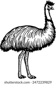 A black and white drawing of an emu, a flightless bird native to Australia. The emu has a long neck and legs, and a small head with a beak.