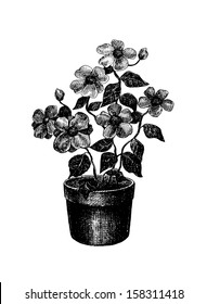 Black and white drawing of a flower