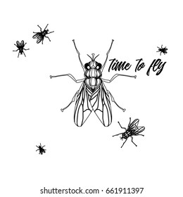 Black and white drawing of a fly vector