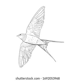 Black and white drawing of a flying swallow. Beautiful little bird. A symbol of peace. Vector image.