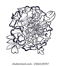 black and white drawing of the hands of a marigold flower illustration