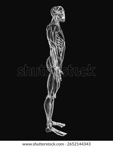 A black and white drawing of a human skeleton on a dark background highlights detailed musculature and bone structure. The contour clearly defines the head, arms, legs.