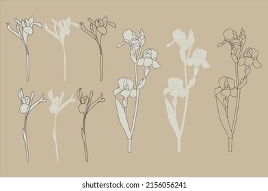 Black and white drawing of iris flowers on a beige background. Hand painted nature. Vector illustration