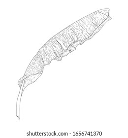 Black and white drawing of a large banana leaf. Botanical image of a tropical plant.