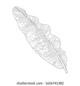 Dibujo en blanco y negro de una hoja de una planta tropical. Imagen única de una hoja de plátano sobre un fondo blanco.