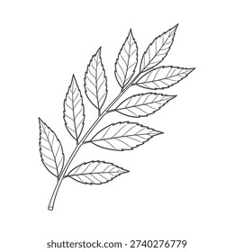 A black and white drawing of a leafy branch