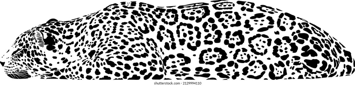 Black and white drawing of a lying, sleeping jaguar