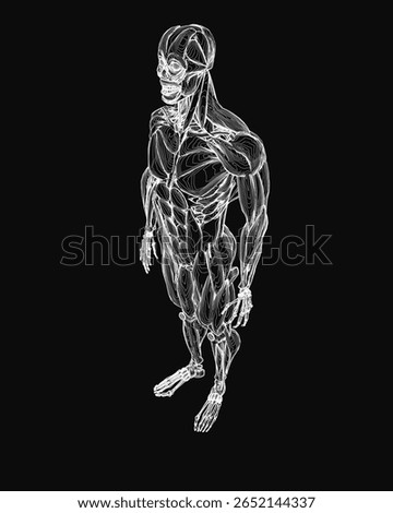 A black and white drawing of a man's muscular system reveals intricate details of human anatomy on a dark background. The illustration highlights major muscle groups, ligaments.