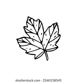 A black and white drawing of a maple leaf