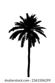 a black and white drawing of a palm tree