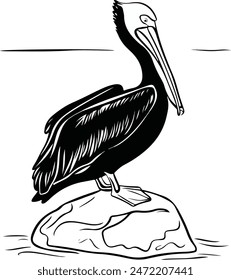 A black and white drawing of a pelican. The pelican is standing on one leg on a rock, with its large beak tucked under its neck.