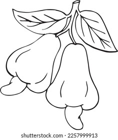 Black and white drawing pen of cashew fruit in vector format