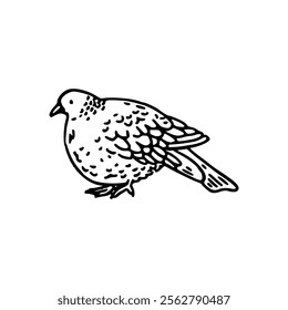 A black and white drawing of a pigeon