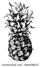 Black and white drawing of a pineapple. Manual graphics. Sketch

