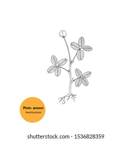 Black and white drawing of Pinto peanut, Arachis pintoi, Perennial peanut, forage and fodder plant for cattle , chicken, turkey and other livestock, vegetarian food. Simple illustration.