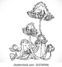 Black and white drawing of poisonous mushrooms on a thin stalk 