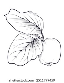 black and white drawing of a quince fruit vector illustration