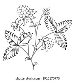 Dibujo en blanco y negro de una rama de frambuesa.
